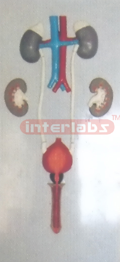 HUMAN MALE URINARY SYSTEM? HANGING & PLASTIC PLATE